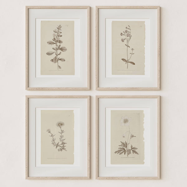 Wall Art Botanical Plant Prints | Vintage Flower Boho Minimalist Floral Artwork Neutral Decor for Bedroom, Living Room, Bathroom, Home or Office