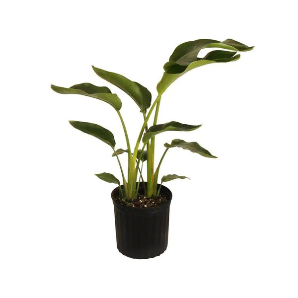 United Nursery White Bird of Paradise Live Indoor Strelitzia Nicolai Plant in 9.25 inch Grower Pot Ships 32-42 Inches